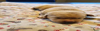 Labrador Retriever Puppy 7