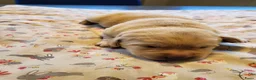 Labrador Retriever honden te koop: Mooi nest Labrador pups - Advertentie 4