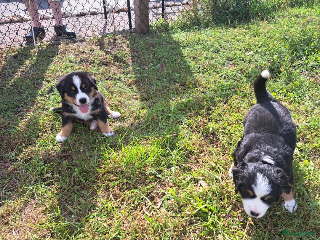 Grote Zwitserse Sennenhond honden te koop: Mooie zwitserse de/Bennensenner - Afbeelding 4