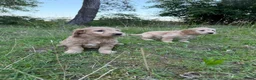 Kruising honden te koop: Mooie goldendoodle pups! - Advertentie 6