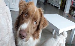 Australian Shepherd honden te koop: Raszuivere Australian Shepherd op de boerderij - Afbeelding 13