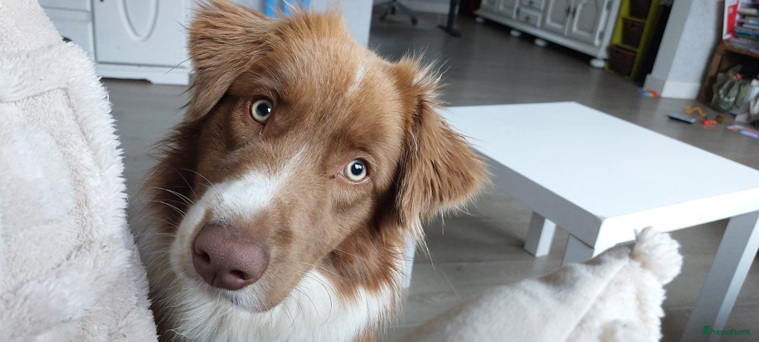 Australian Shepherd honden te koop: Raszuivere Australian Shepherd op de boerderij - Afbeelding 13