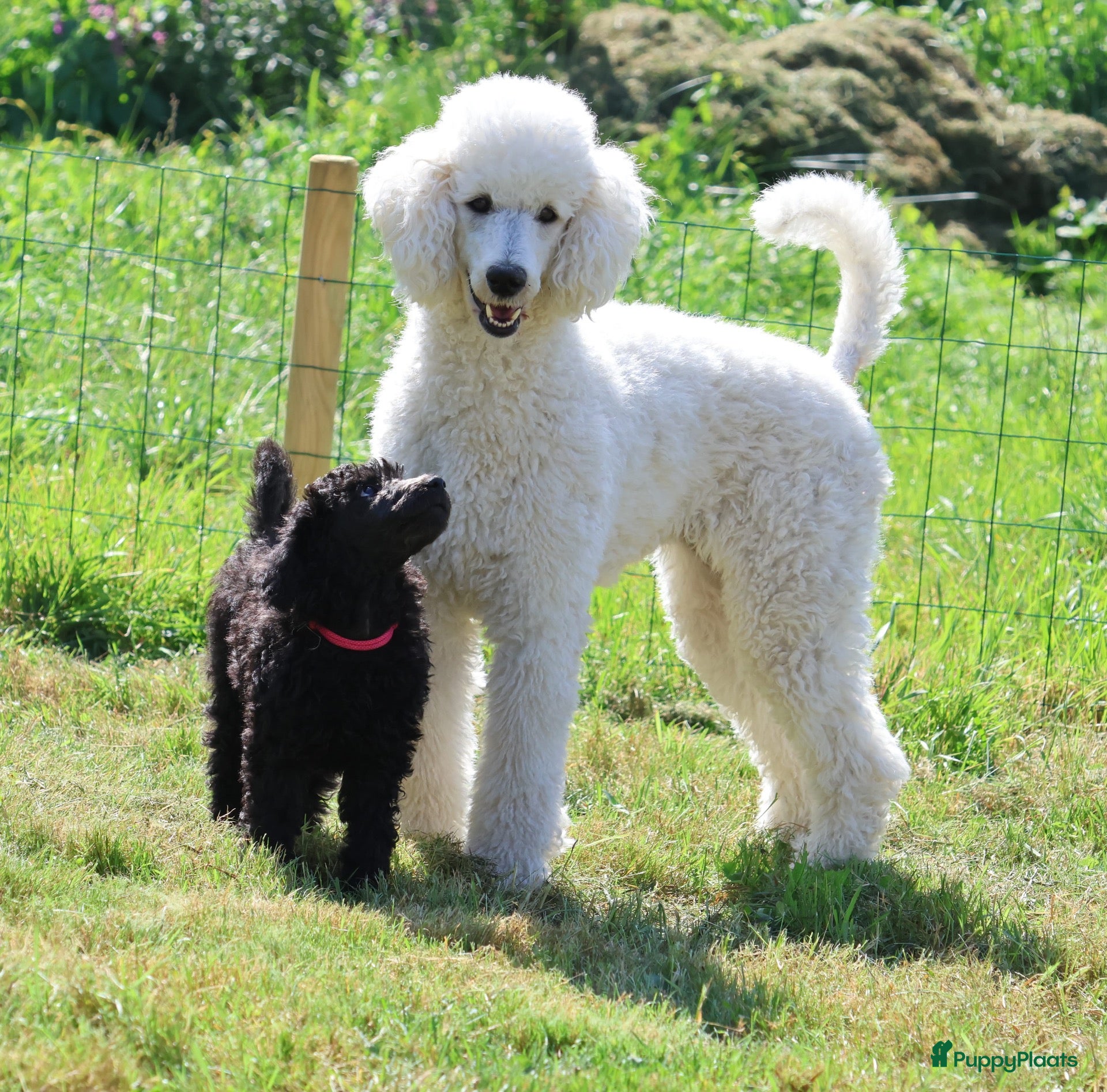 Labradoodle honden Poedel out cross pups beschibaar - Advertentie 2
