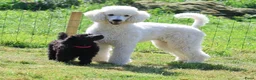Labradoodle honden te koop: Poedel out cross pups beschibaar - Advertentie 1