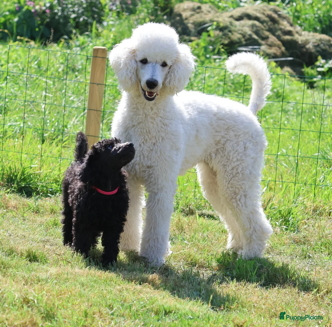 Labradoodle honden te koop: Poedel out cross pups beschibaar - Advertentie 1