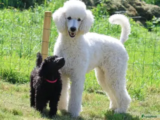Labradoodle honden Poedel out cross pups beschibaar - Advertentie 7