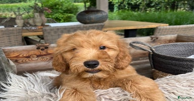 Labradoodle honden - Advertentie 12
