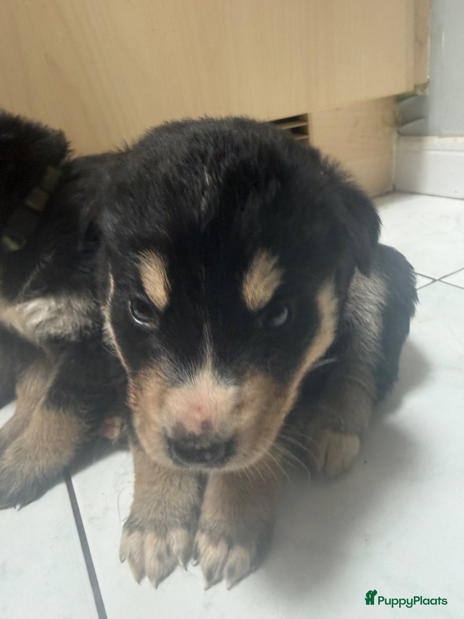 Kruising honden Deze 2 lieverts bernsky zijn nog beschibaar - Advertentie 2