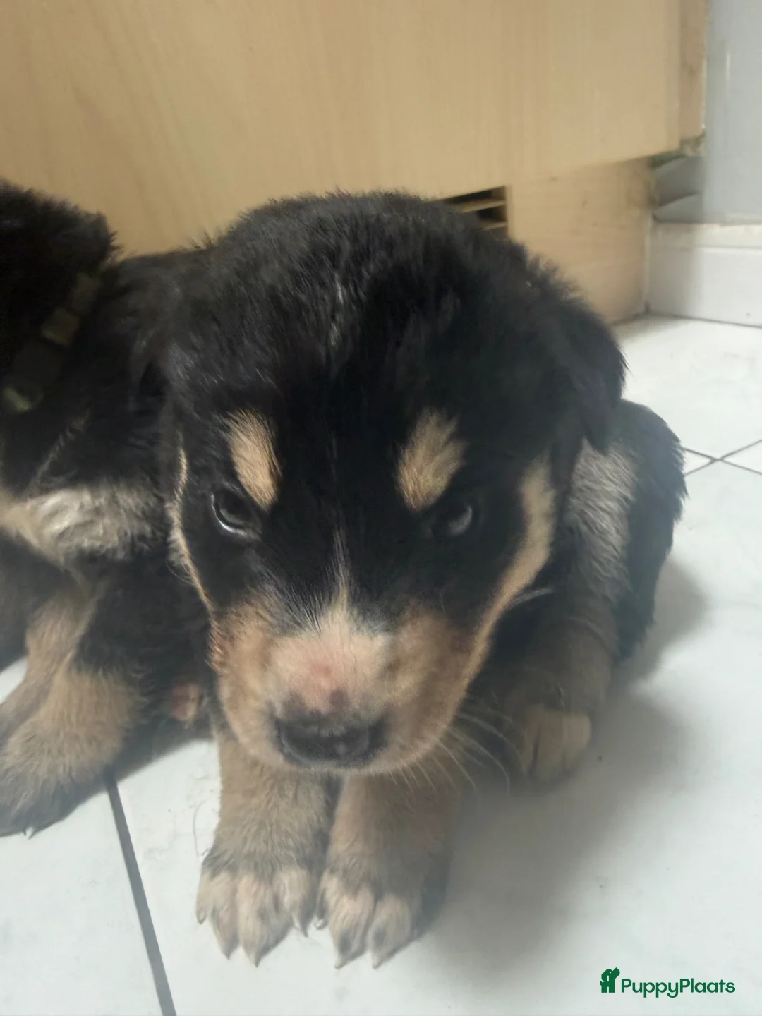 Kruising honden te koop: Deze 2 lieverts bernsky zijn nog beschibaar - Advertentie 2