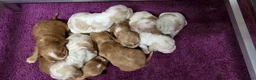 Engelse Cocker Spaniel honden te koop: Engelse Cockerspaniel pups met Stamboom  - Advertentie 9