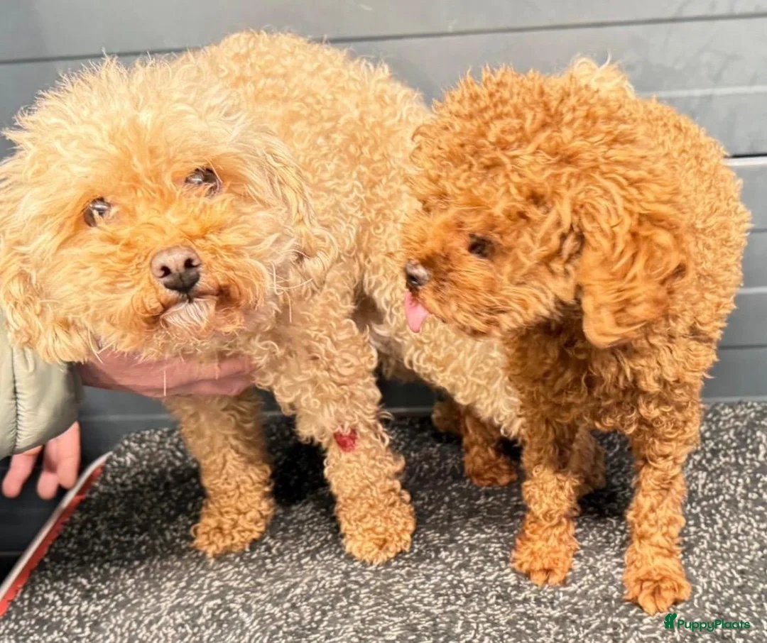 Poedel Toy honden te koop: Toy poedel pups - Advertentie 4