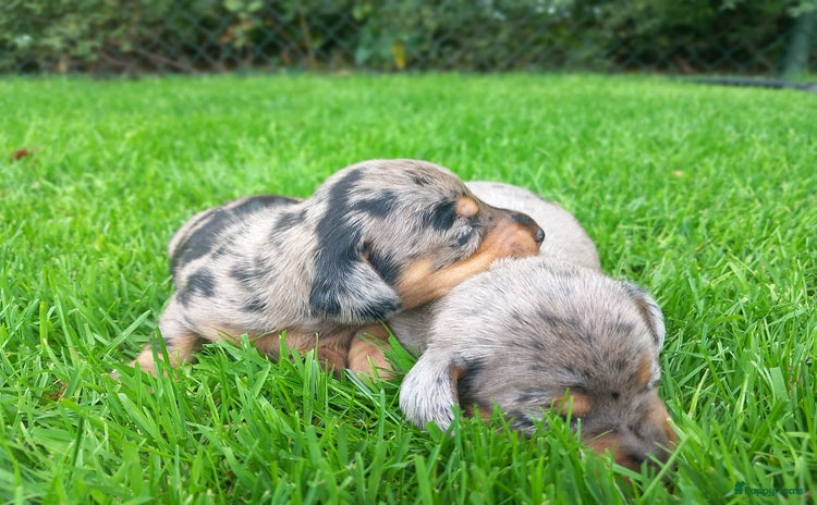 Teckel (korthaar)  honden - Advertentie 1