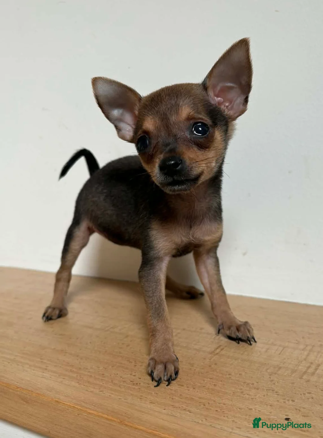 Praagse Rattler honden te koop: Prachtige mini Praagse rattlers  in Echt - Advertentie 1