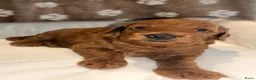 Dwergpoedel honden te koop: 🐾 Te koop: 2 prachtige dwergpoedel puppy’s 🐾 - Advertentie 4