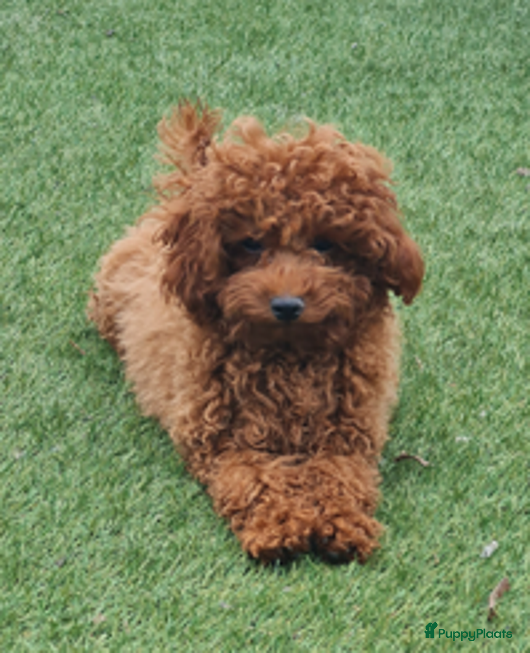 Poedel Toy honden ter dekking: rode toypoedel dekreu met FCI in Budel - Advertentie 3