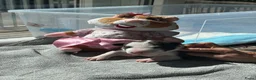 Bull Terriër honden te koop: Standaard bull terriër uit gekeurde ouders met fci - Advertentie 13