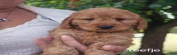 Cockapoo honden te koop: Cockapoo pups zoeken nieuw thuis - Advertentie 5