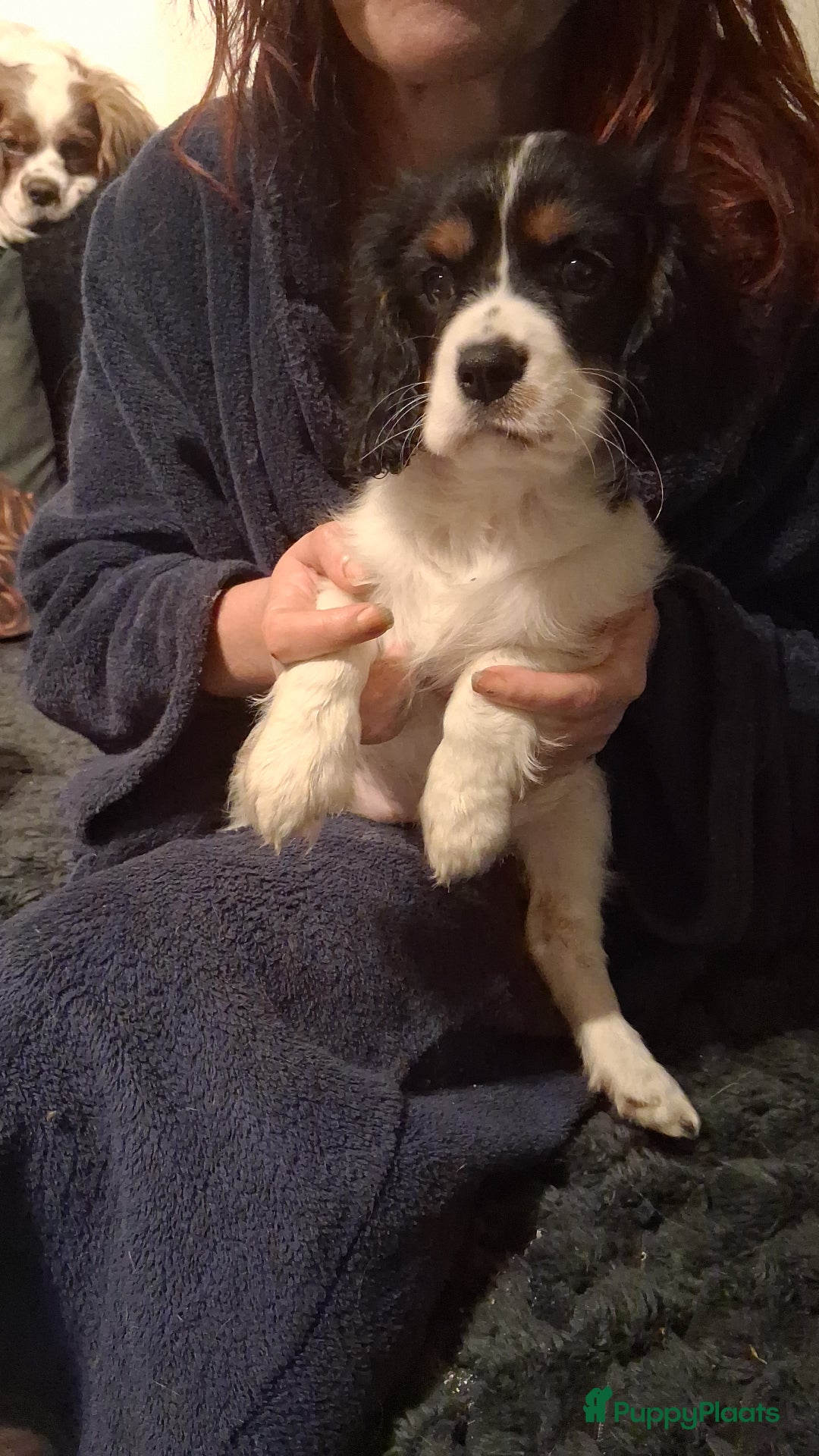 Cavalier King Charles Spaniel honden te koop: Cavalier charel - Advertentie 2