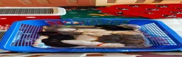 Franse Bulldog honden te koop: Prachtige Franse Bulldog pups met stamboom - Advertentie 5