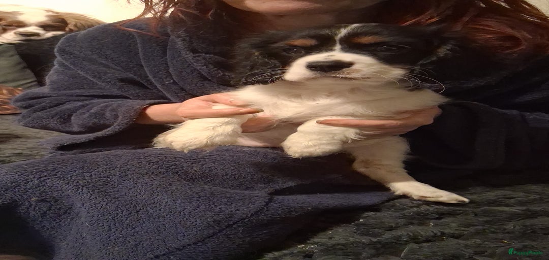 Galerij afbeelding {{count}}