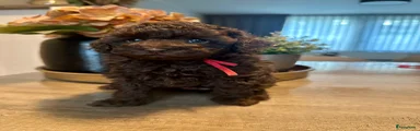 Poedel Toy Puppy 2