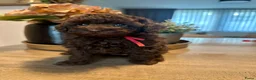 Poedel Toy honden te koop: Knappe choco toy poedel teefjes  - Advertentie 7