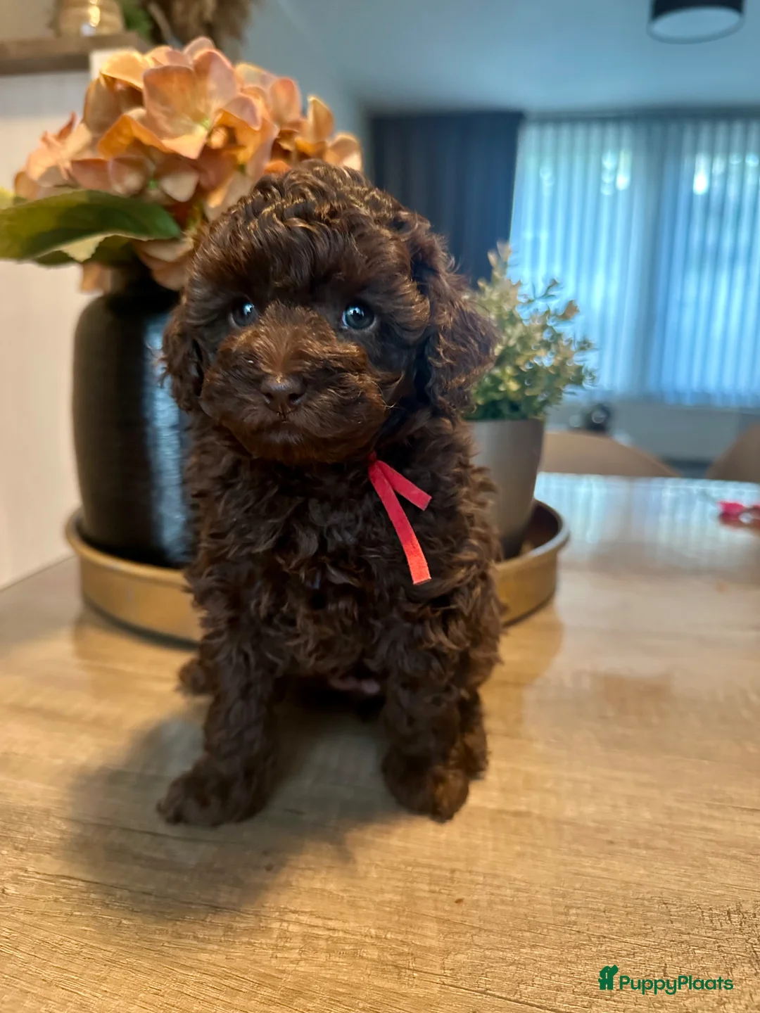 Poedel Toy honden te koop: Knappe choco toy poedel teefjes  - Advertentie 7
