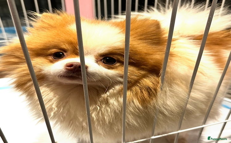 Pomeriaan honden Schattige mini pomeranian pomeriaan teefjes - Advertentie 1