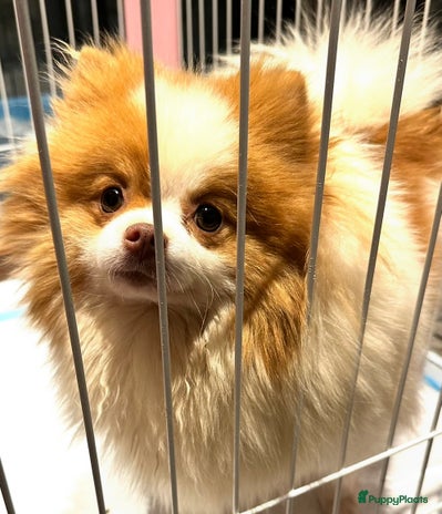 Pomeriaan honden Schattige mini pomeranian pomeriaan teefjes - Advertentie 1