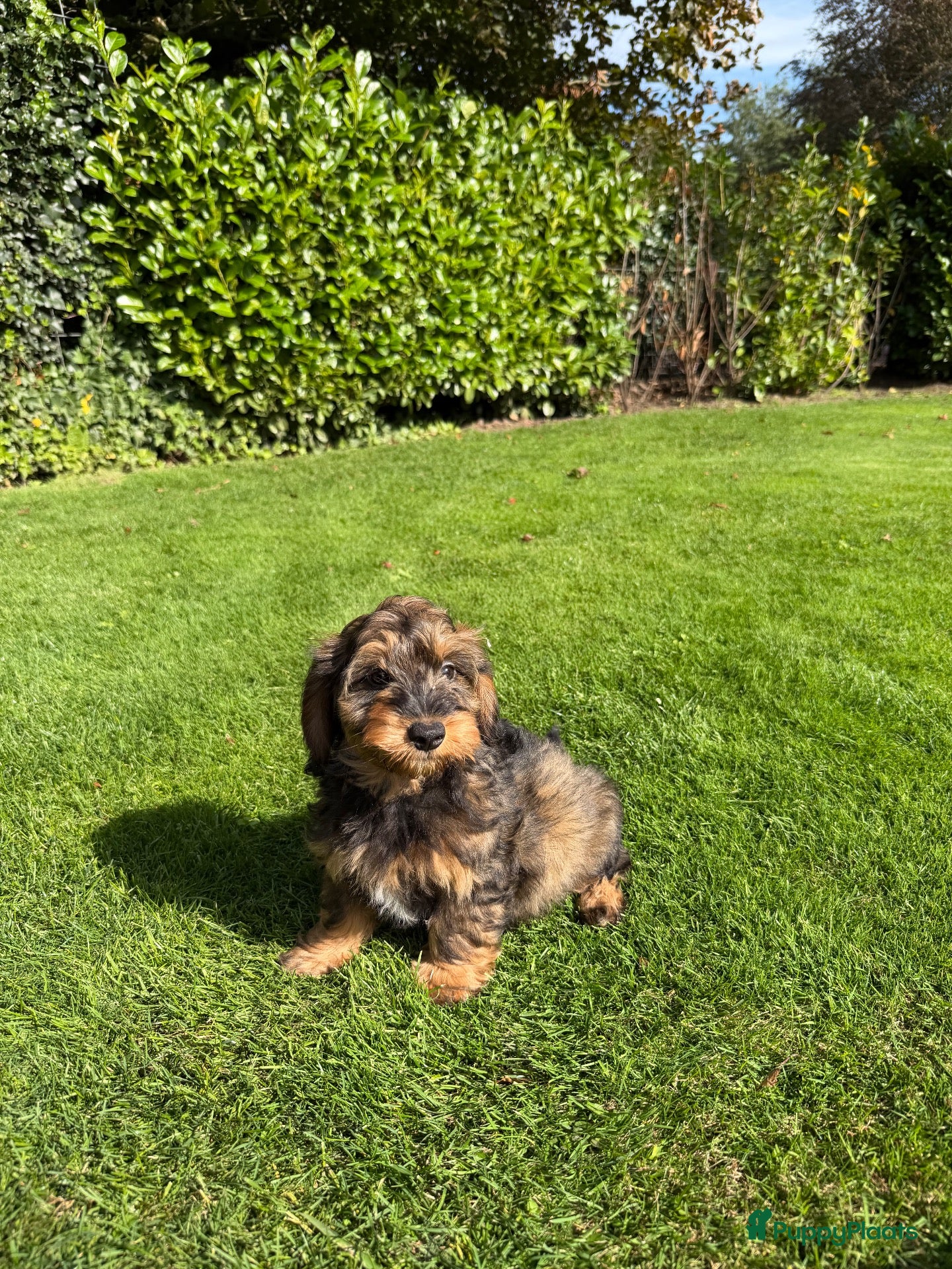 Kruising honden Boomer x Poedel (Boompoo) pups - Advertentie 2