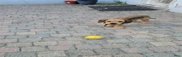 Kruising honden te koop: Ruwharige Teckel  - Advertentie 8