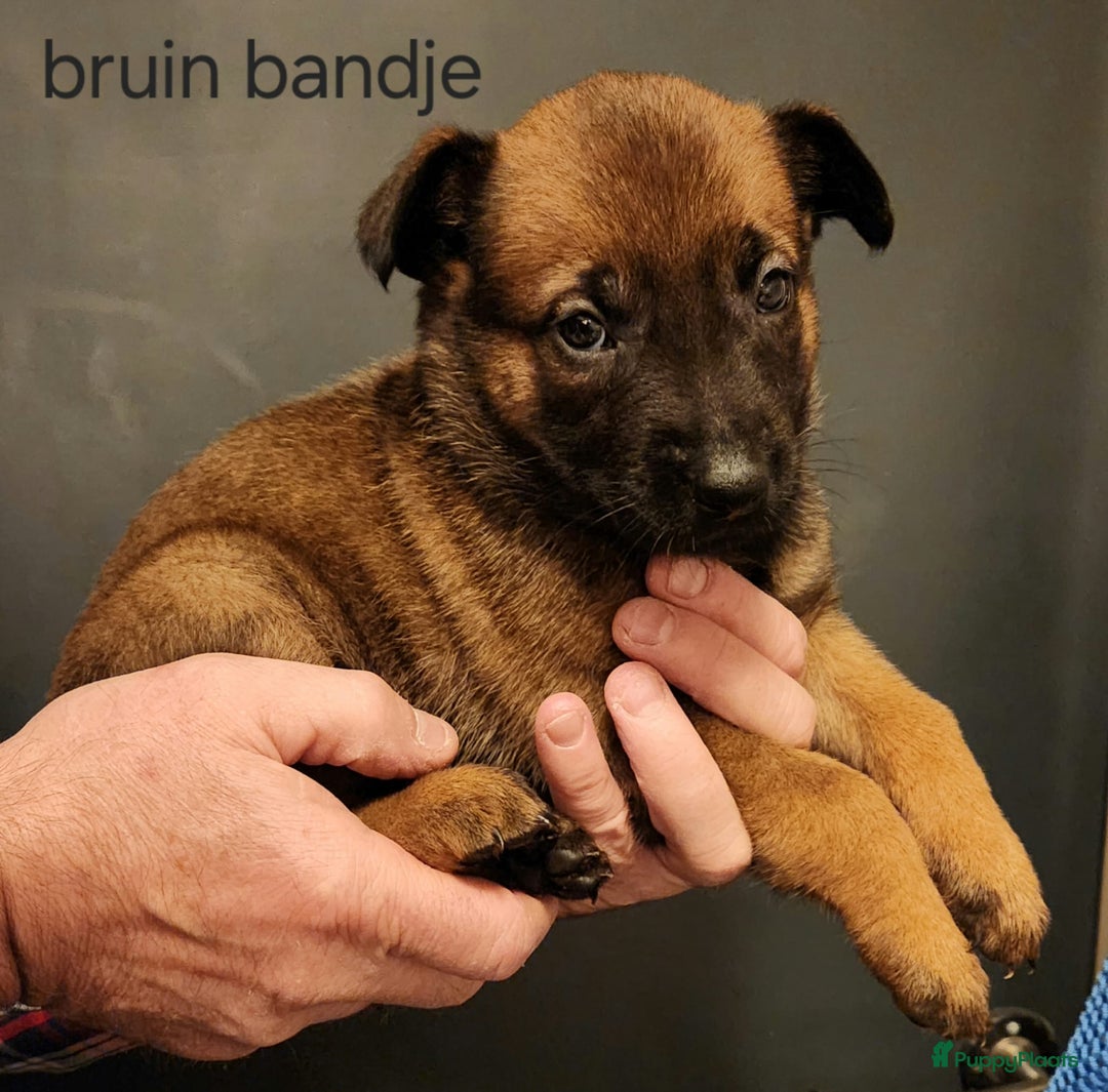 Mechelse Herder honden te koop: Mechelse Herder pups  - Advertentie 5