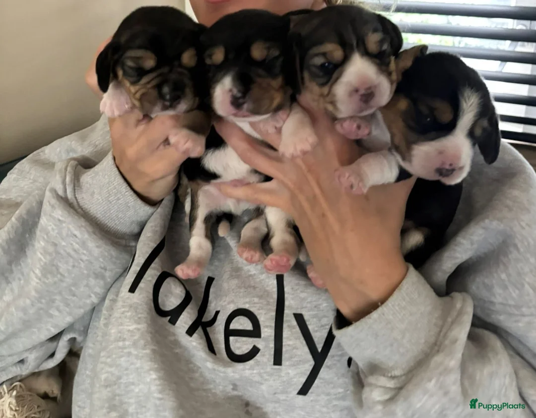 Beagle honden te koop: Prachtige raszuivere Beagle pups in Zandvoort - Advertentie 2