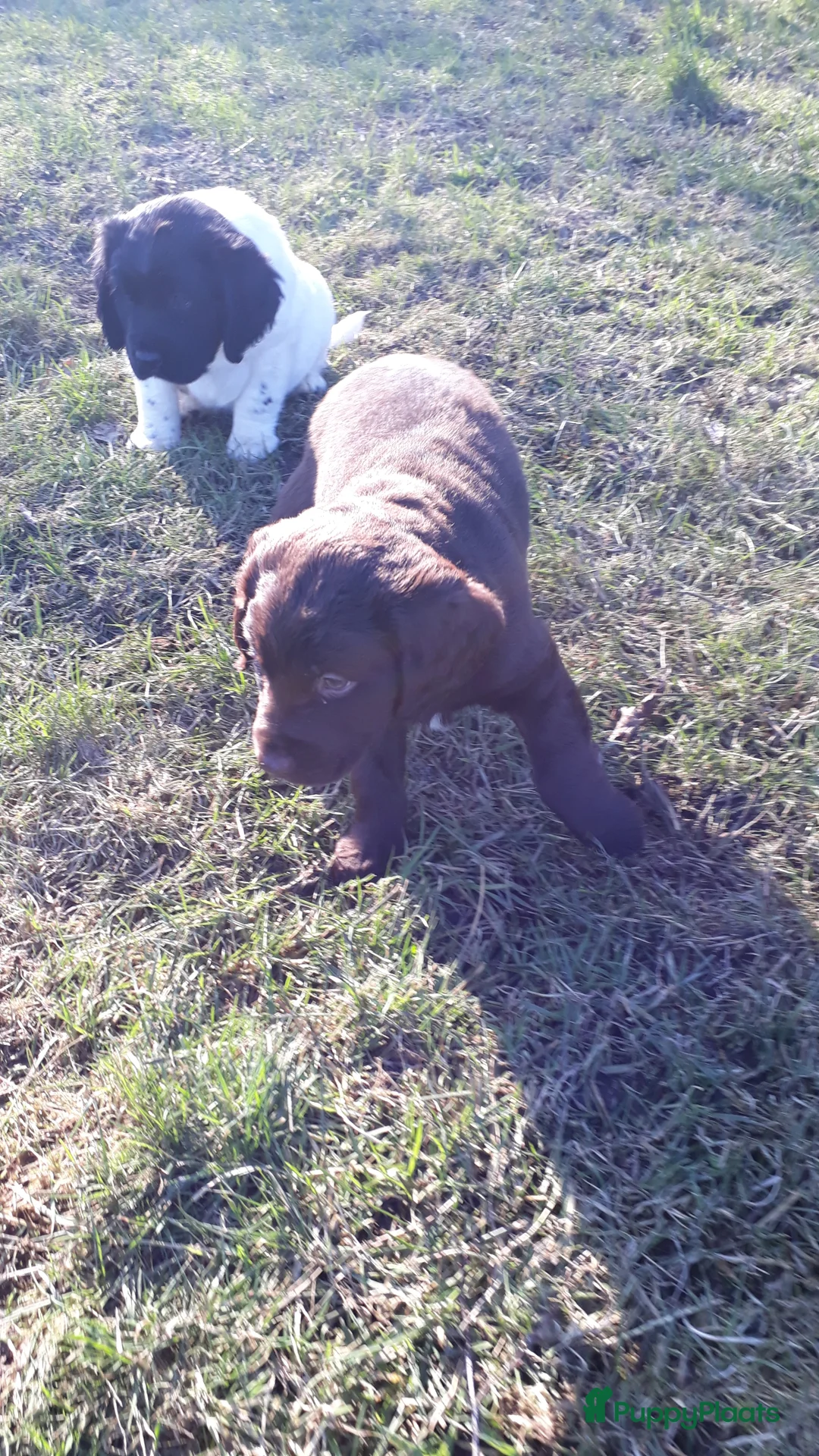 Kruising honden te koop: Enthousiaste Labrador X Friese Stabij pups - Advertentie 12