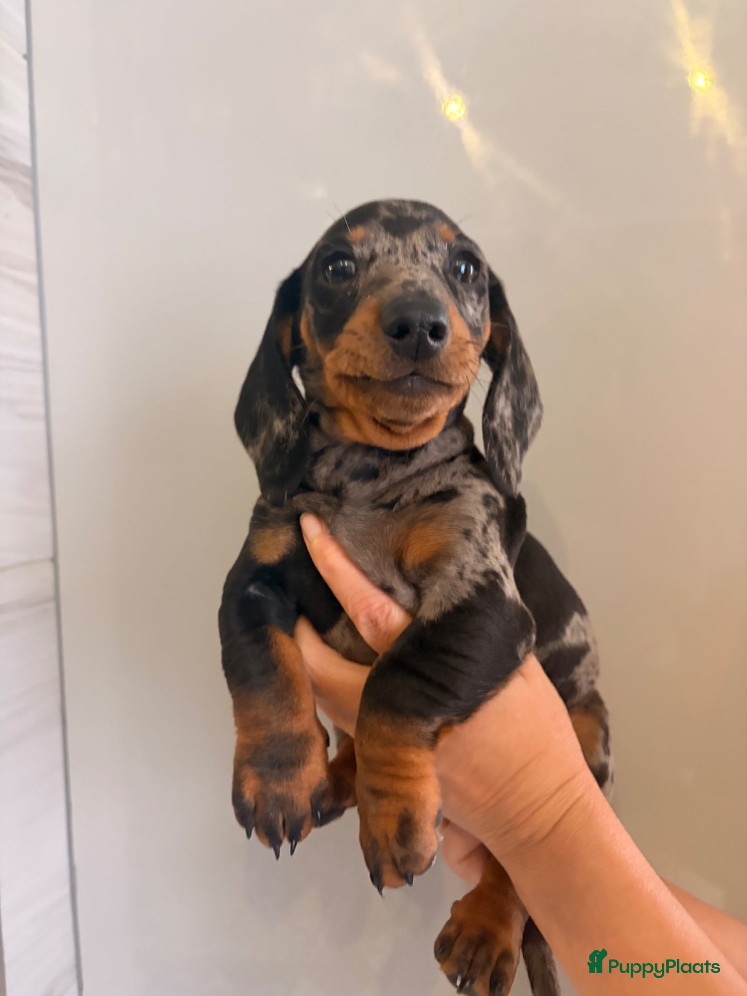 Teckel (korthaar)  honden te koop: Dwerg teckel pupjes. - Advertentie 7