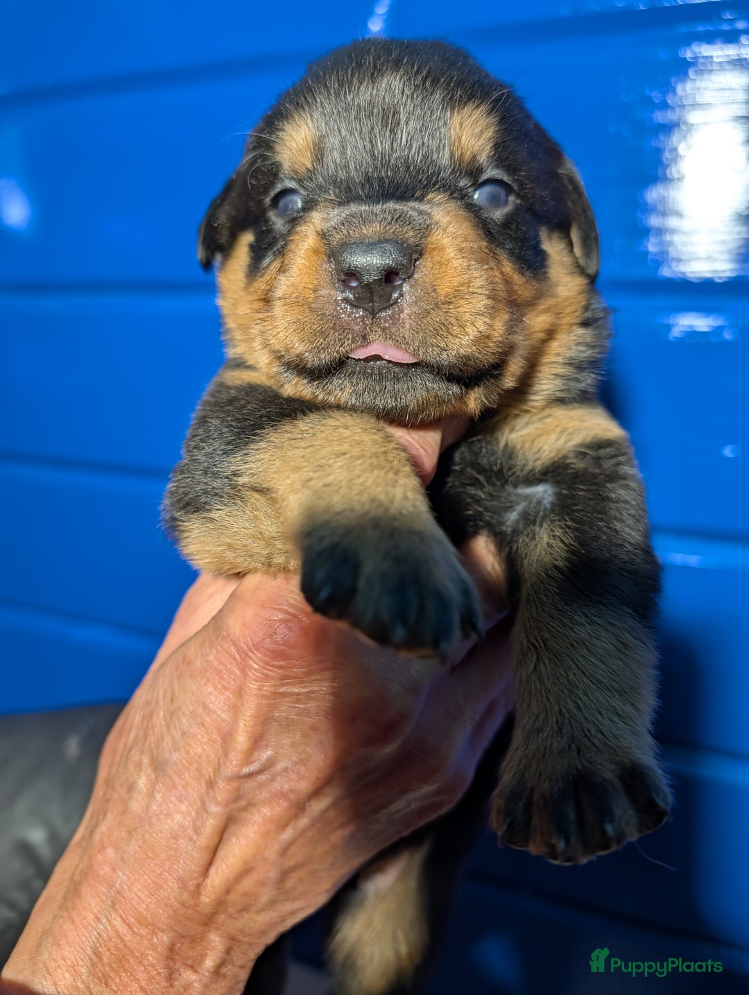 Rottweiler honden te koop: Zeer mooie rottweiler pups   - Advertentie 36