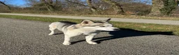 Siberische Husky honden ter dekking: Siberische Husky met FCI Stamboom - Advertentie 7