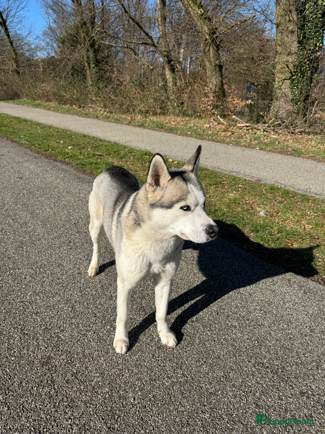 Siberische Husky honden ter dekking: Siberische Husky met FCI Stamboom - Advertentie 7