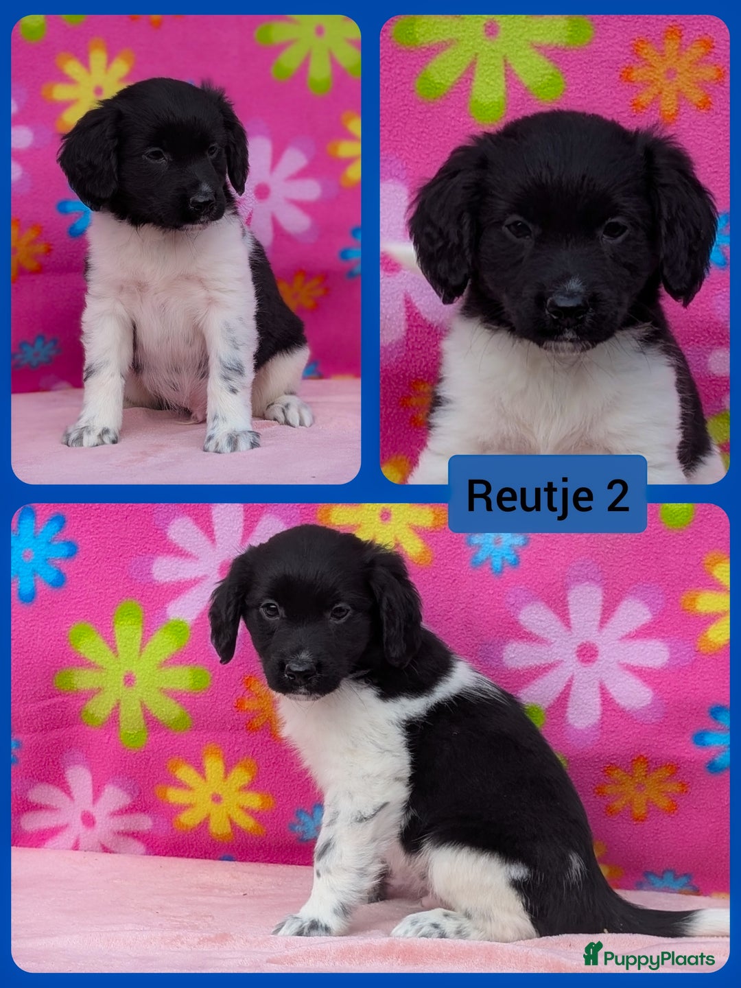 Friese Stabij honden te koop: Prachtige friese stabij x border collie pups  - Advertentie 12