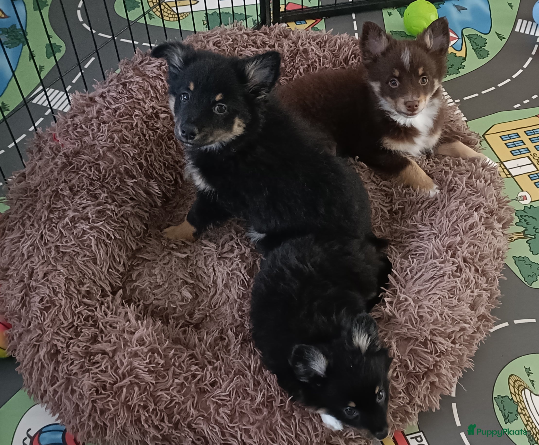 Kruising honden Chihuahua Keeshond sheltie mix reutjes - Advertentie 1