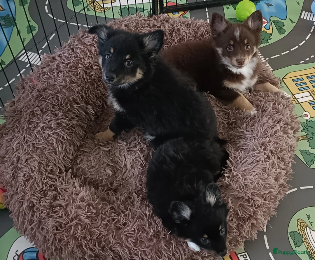 Kruising honden te koop: Chihuahua Keeshond sheltie mix reutjes - Advertentie 1