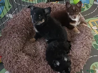 Kruising honden Chihuahua Keeshond sheltie mix reutjes - Advertentie 1