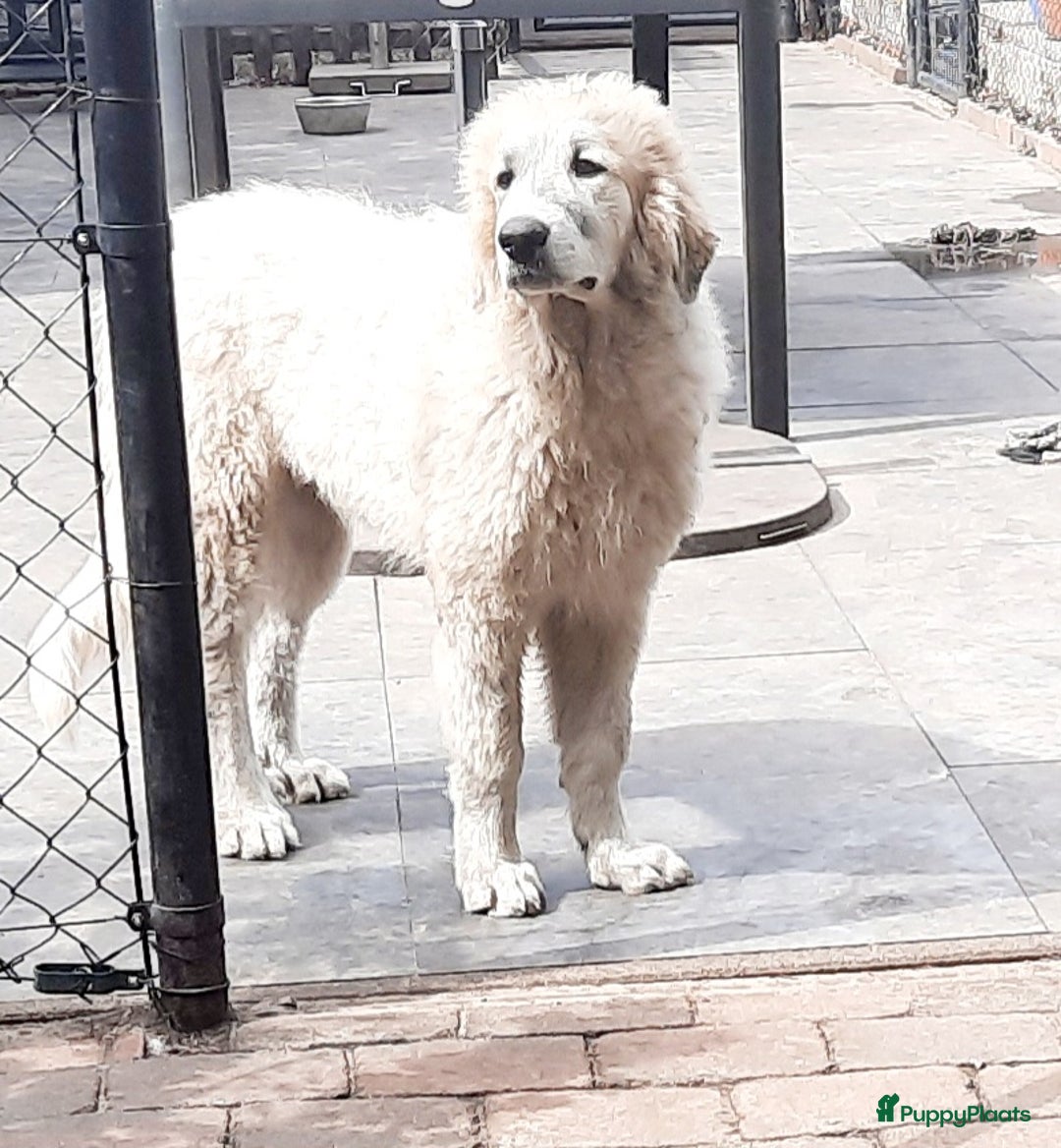 Pyreneese Berghond honden te koop: Pyreneese Berghond pups  - Afbeelding 6