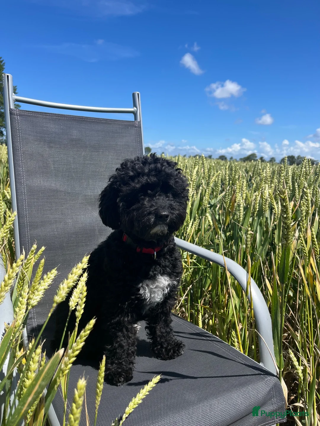 Maltipoo honden te koop: Nestje Maltipoo Verwacht op 6 november in Meliskerke - Advertentie 7