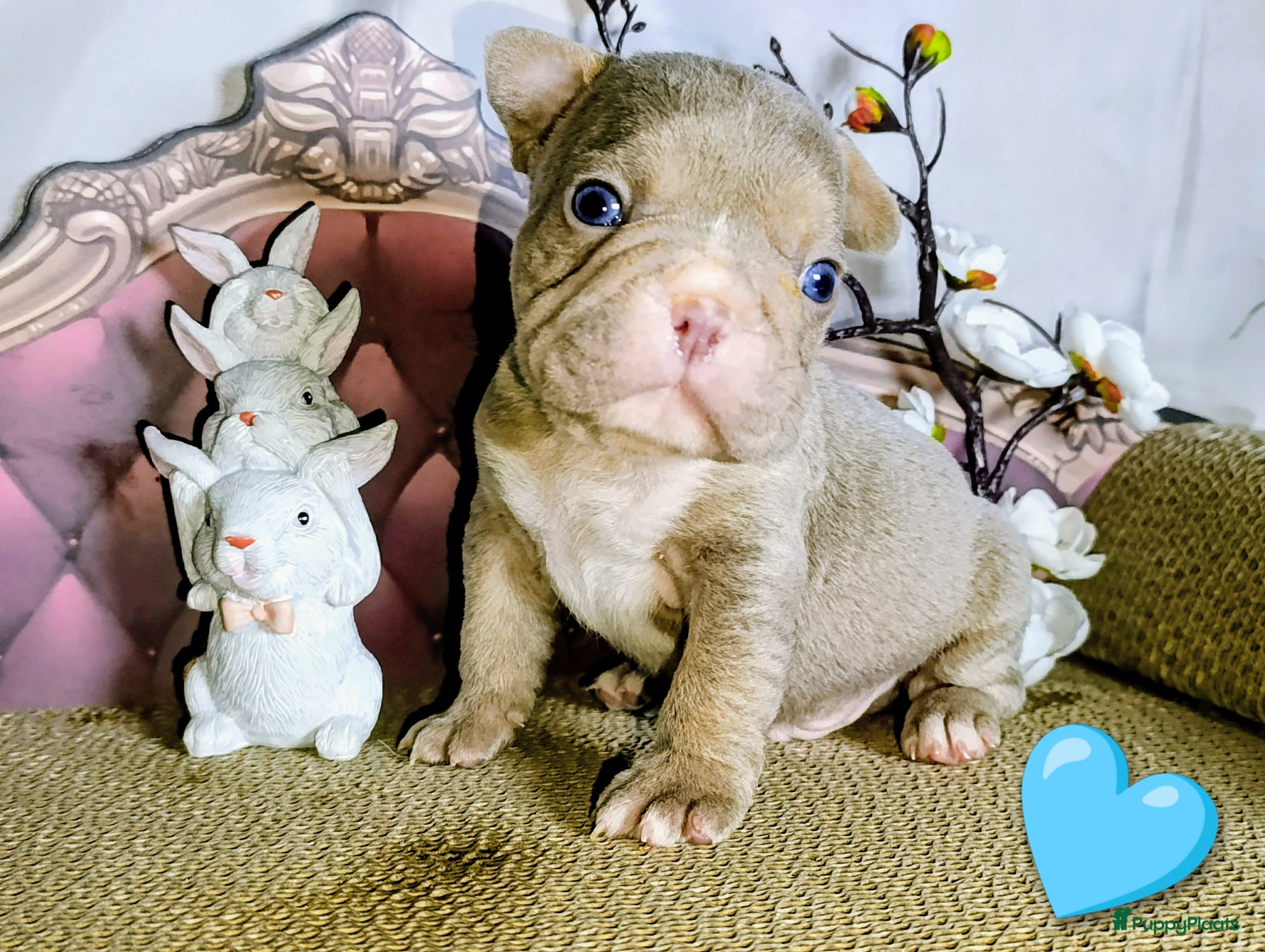 Franse Bulldog honden Prachtige Franse bulldogPups - Advertentie 3