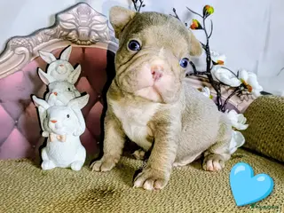 Franse Bulldog honden Prachtige Franse bulldogPups - Advertentie 3