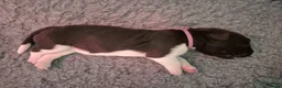 Heidewachtel honden te koop: Prachtige Heidewachtel puppy's aangeboden in Noordwijkerhout - Advertentie 5
