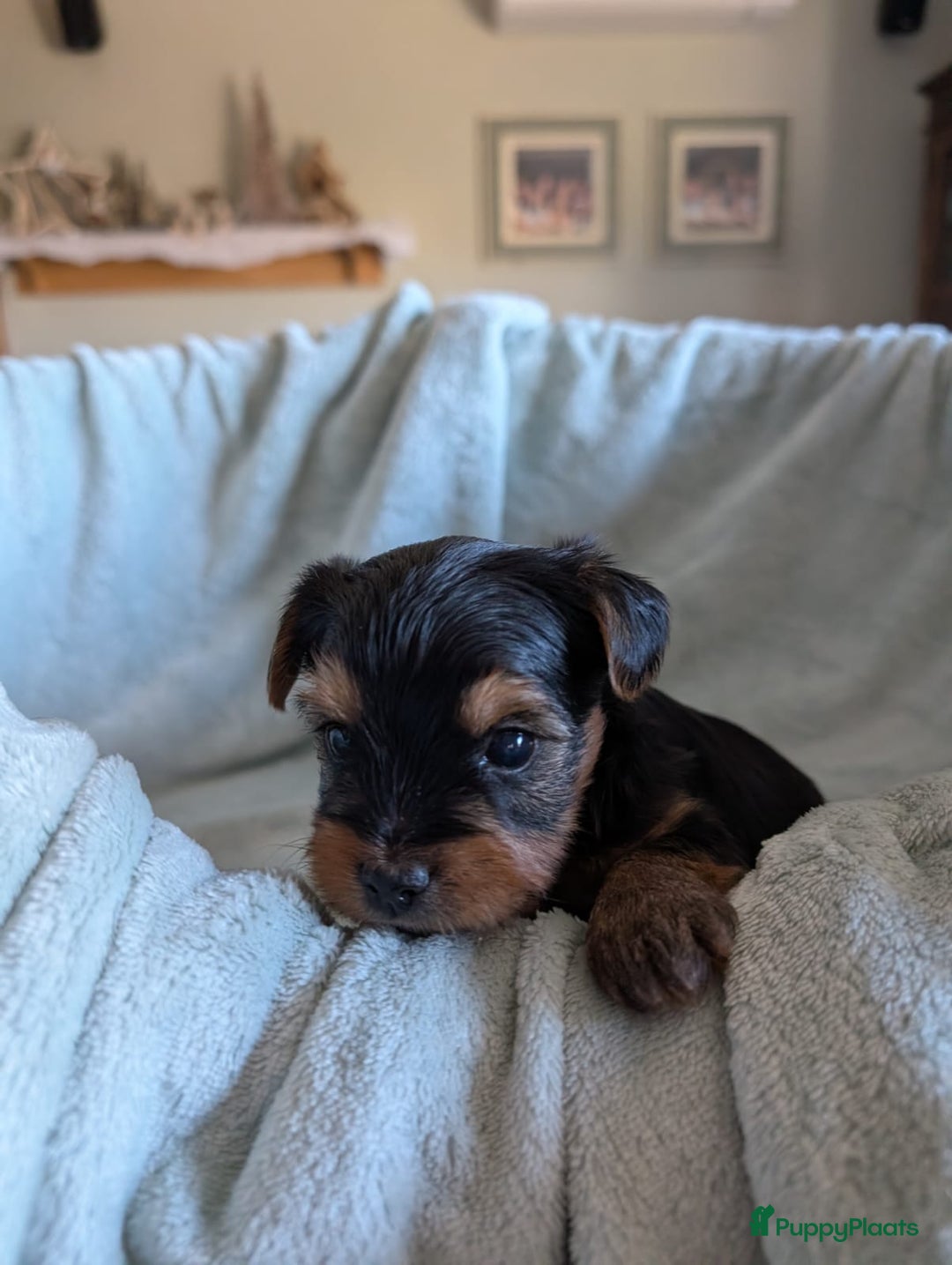 Kruising honden te koop: Biewer/Yorkshire pups - Advertentie 8