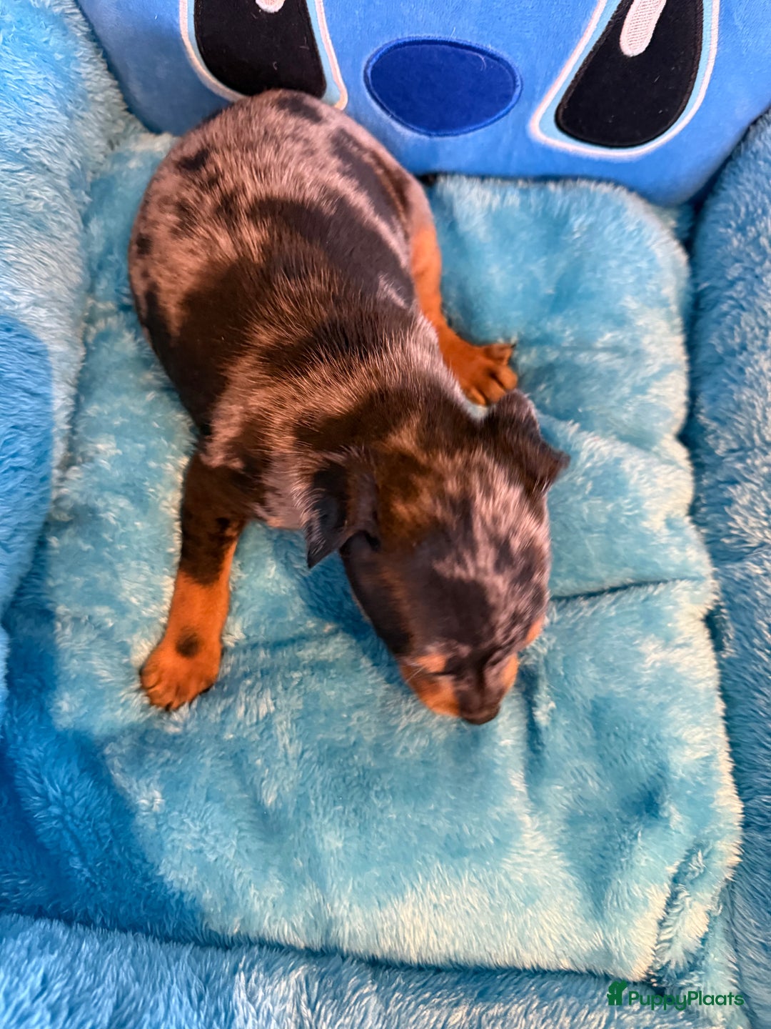 Dwergpinscher honden te koop: Dwergpinscher pups - Advertentie 5