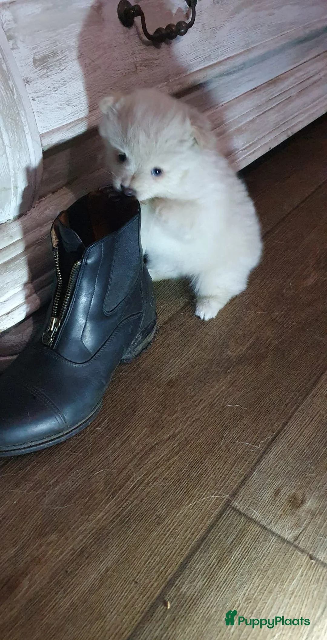 Pomchi honden te koop: SUPERSCHATTIGE POMCHIBEERTJES❤️2 REUTJES 1 TEEFJE  - Advertentie 8